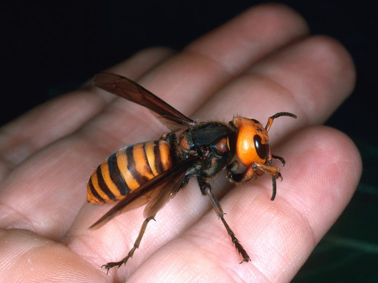 Asian giant hornet Meet the Asian Giant Hornet IGN Boards