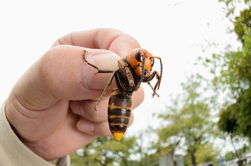 Asian giant hornet Asian Giant Hornet Pictures Diet Breeding Life Cycle Facts