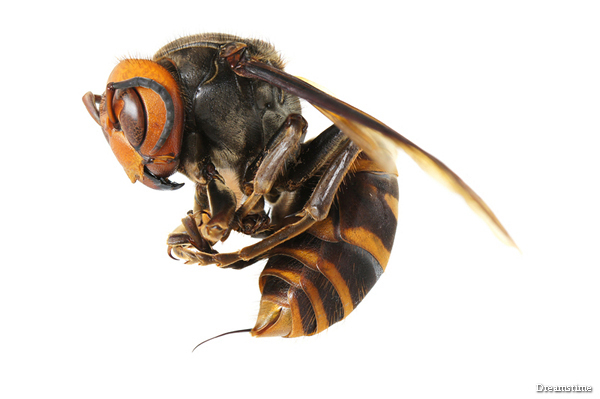 Asian giant hornet 42 Dead in Asian Giant Hornet Attacks in China 1600 Injured