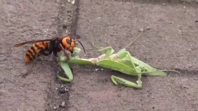 Asian giant hornet Asian Giant Hornet Attacks and cut Mantis to half YouTube