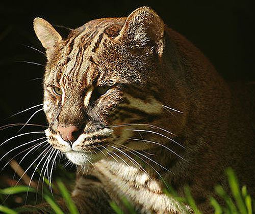 Asian golden cat Asian Golden Cat Widespread but Threatened Southeast Asian Cat