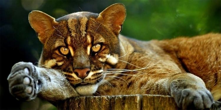 Asian golden cat Asian golden cat DinoAnimalscom