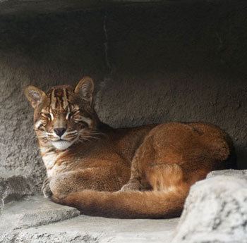 Asian golden cat Asian Golden Cat The Animal Files