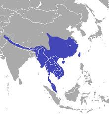 Asian gray shrew httpsuploadwikimediaorgwikipediacommonsthu