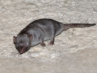 Asian house shrew House Shrew Suncus murinus