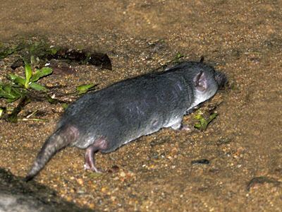 Asian house shrew House Shrew Suncus murinus