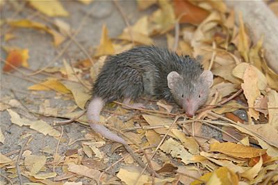 Asian house shrew The Asian house shrew Suncus murinus grey musk shrew Asian musk