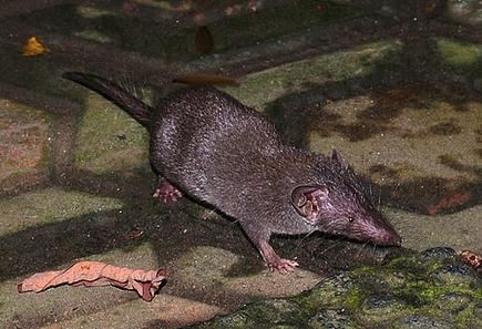 Asian house shrew taxo4254 Suncus murinus Asian House Shrew