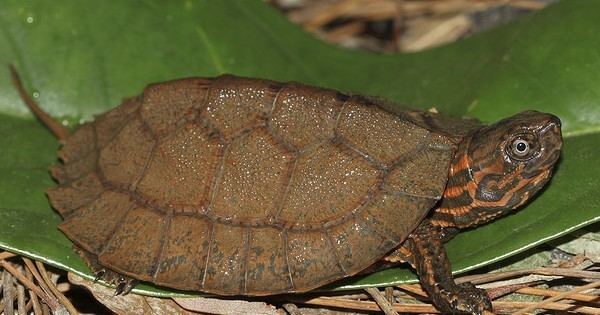 Asian leaf turtle FreshMarinecom Asian Leaf Turtle Cyclemys dentata Buy Asian