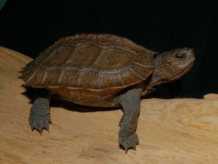 Asian leaf turtle Asian Pond Turtle for sale from The Turtle Source