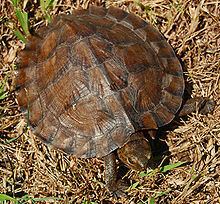 Asian leaf turtle httpsuploadwikimediaorgwikipediacommonsthu