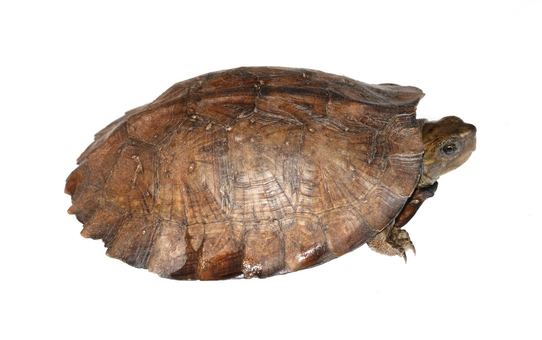 Asian leaf turtle Asian Leaf Turtle for Sale Reptiles for Sale