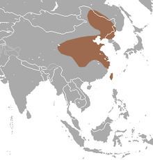 Asian lesser white-toothed shrew httpsuploadwikimediaorgwikipediacommonsthu