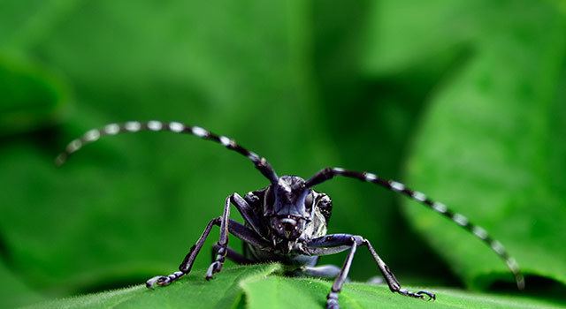 Asian long-horned beetle Asian Longhorned Beetle The Nature Conservancy