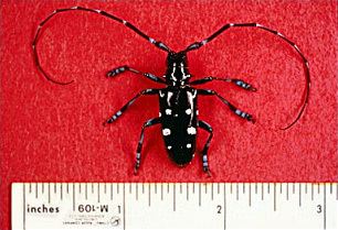 Asian long-horned beetle CISR Asian LongHorned Beetle