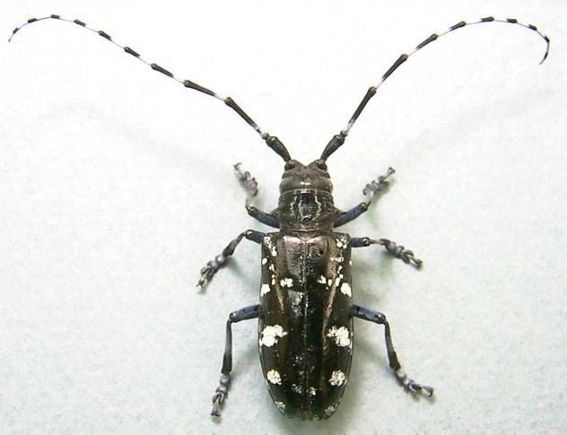 Asian long-horned beetle Asian Longhorn Beetle ALB Pest Survey CAPS Division of Animal