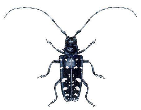 Asian long-horned beetle Asian Longhorned Beetle