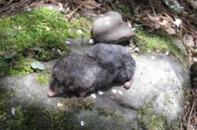 Asian mole shrew httpsuploadwikimediaorgwikipediacommonsthu