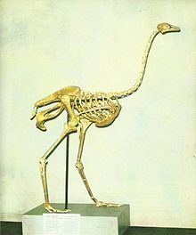 Asian ostrich httpsuploadwikimediaorgwikipediacommonsthu
