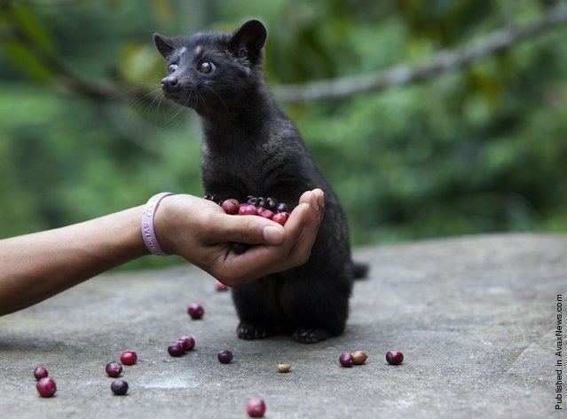 Asian palm civet and berries