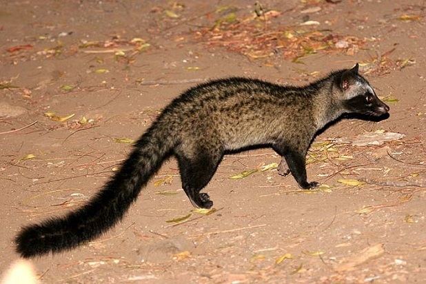 Asian palm civet on the ground