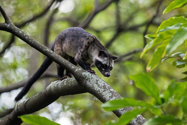 Asian palm civet on a branch of tree