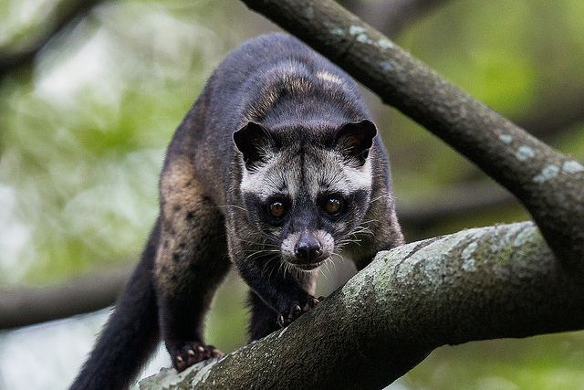 Asian palm civet ~ Everything You Need to Know with Photos | Videos
