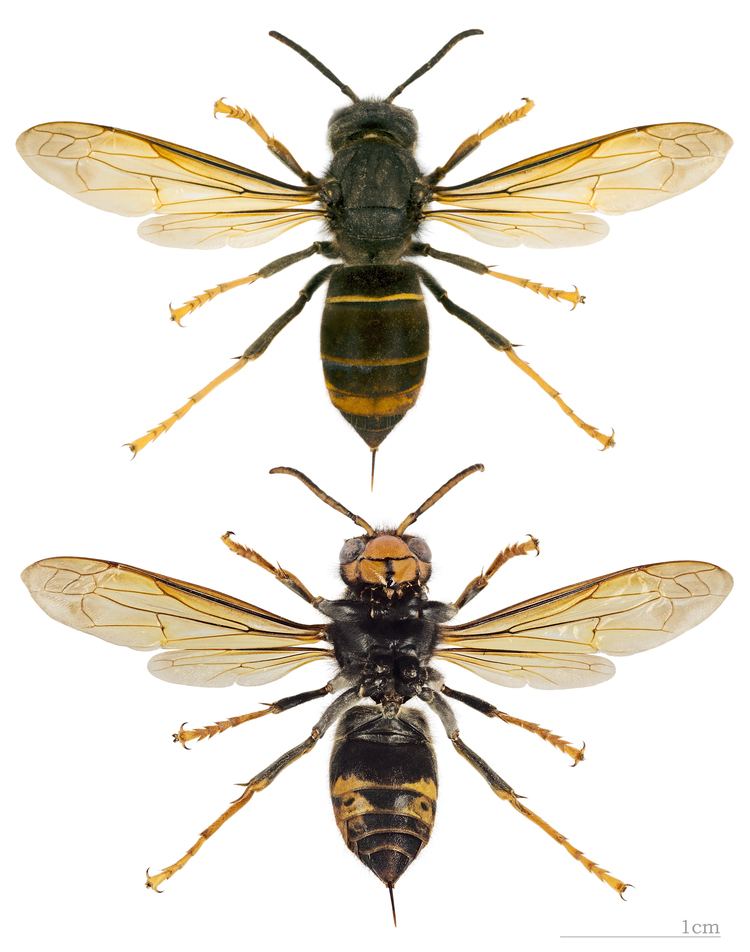 Top and bottom view of Asian predatory wasp