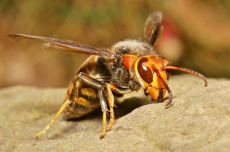 Asian Hornet or Asian Predatory Wasp on a rock