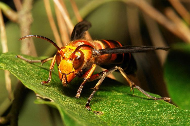 Asian predatory wasp perching on a leaves