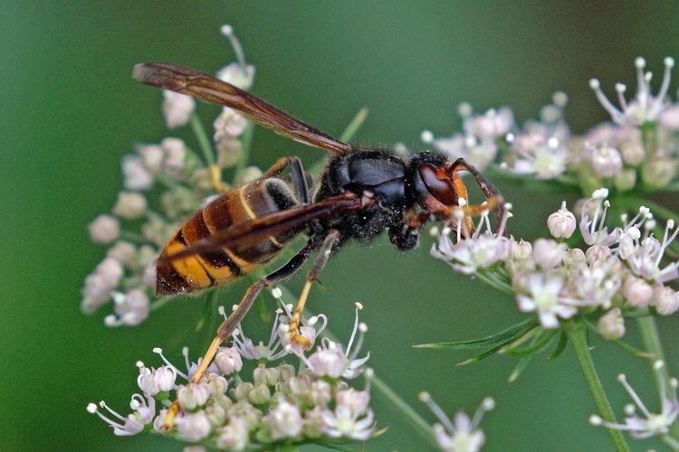 Asian predatory wasp drinking nectar from the flower