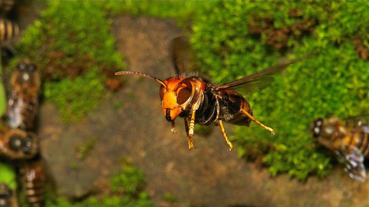 A group of Asian predatory wasp while flying