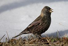 Asian rosy finch Asian rosy finch Wikipedia