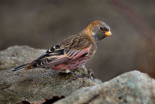 Asian rosy finch Oriental Bird Club Image Database Photographers