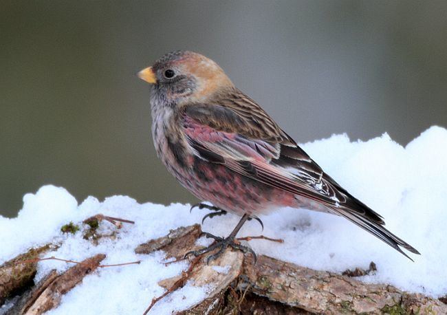 Asian rosy finch Oriental Bird Club Image Database Photographers