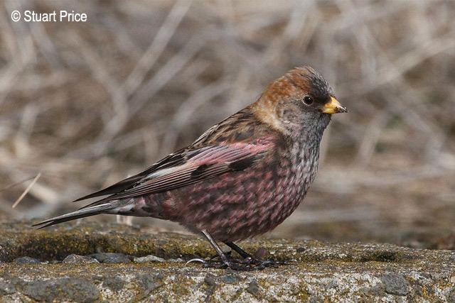 Asian rosy finch Oriental Bird Club Image Database Photographers