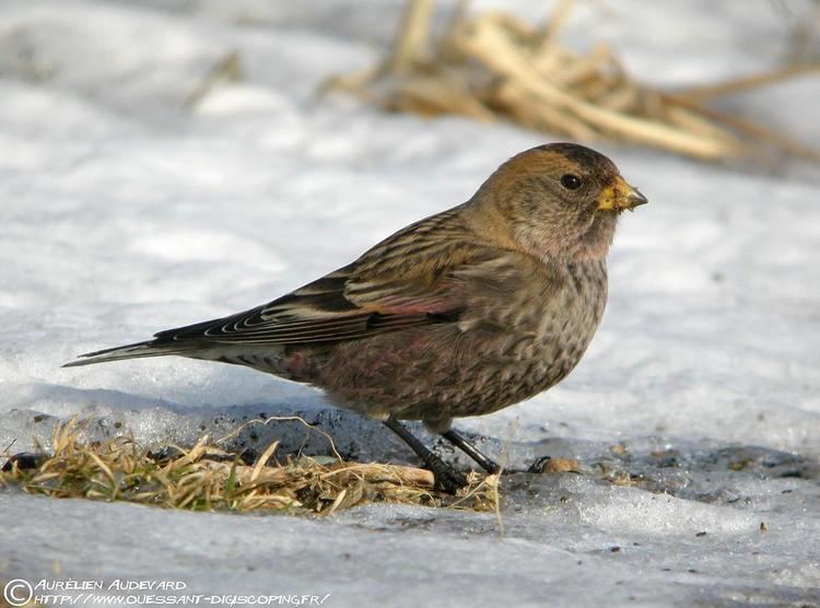 Asian rosy finch Asian Rosyfinch Leucosticte arctoa videos photos and sound