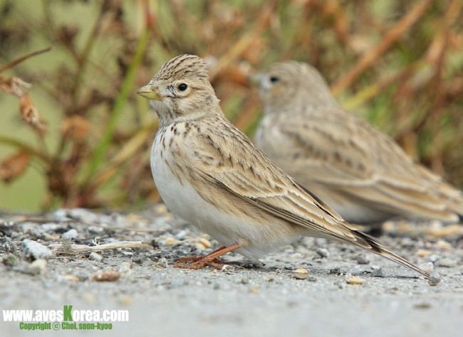 Asian short-toed lark Oriental Bird Club Image Database Asian Shorttoed Lark