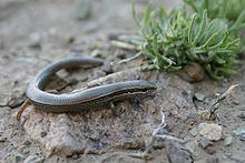 Asian snake-eyed skink httpsuploadwikimediaorgwikipediacommonsthu