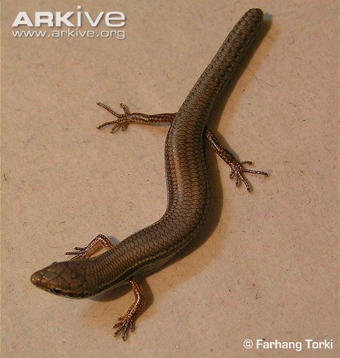 Asian snake-eyed skink Asian snakeeyed skink photo Ablepharus pannonicus G50700 ARKive