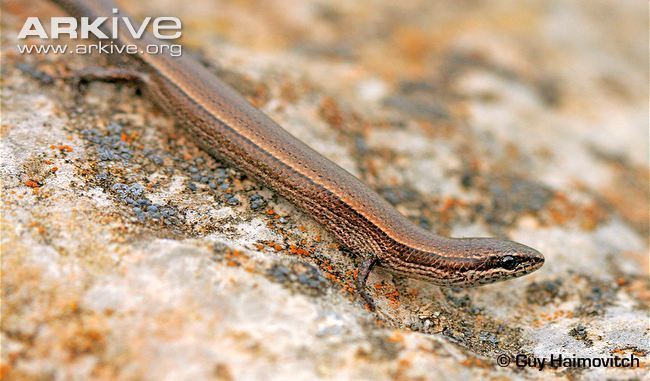 Asian snake-eyed skink Asian snakeeyed skink videos photos and facts Ablepharus
