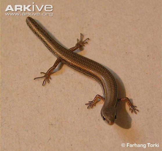 Asian snake-eyed skink Asian snakeeyed skink videos photos and facts Ablepharus