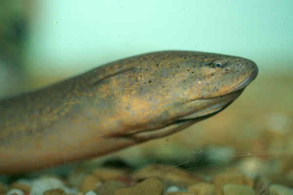Close-up shot of Asian swamp eel