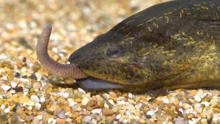 Asian swamp eel eating worms