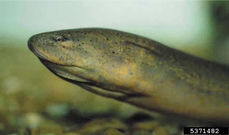 Close-up shot of Asian swamp eel