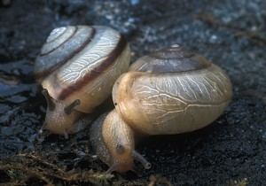 Asian trampsnail Asian Tramp Snail Facts About Snails