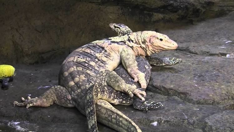 Asian water monitor Asian Water Monitor Breeding YouTube