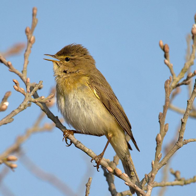 Asian–East African Flyway