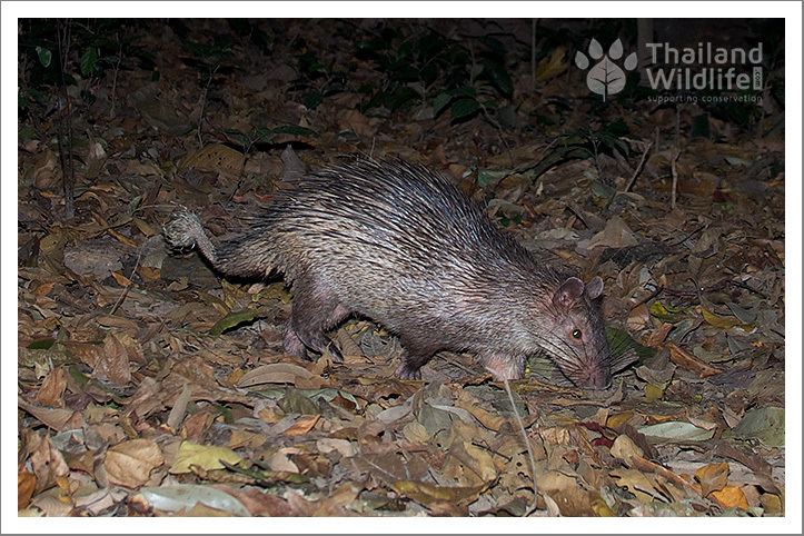 Asiatic brush-tailed porcupine Wildlife Thailand Porcupines of Thailand