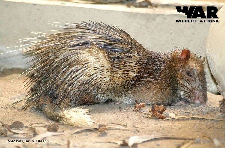 Asiatic brush-tailed porcupine wwwwildlifeatriskorguploadgallerylarge138985
